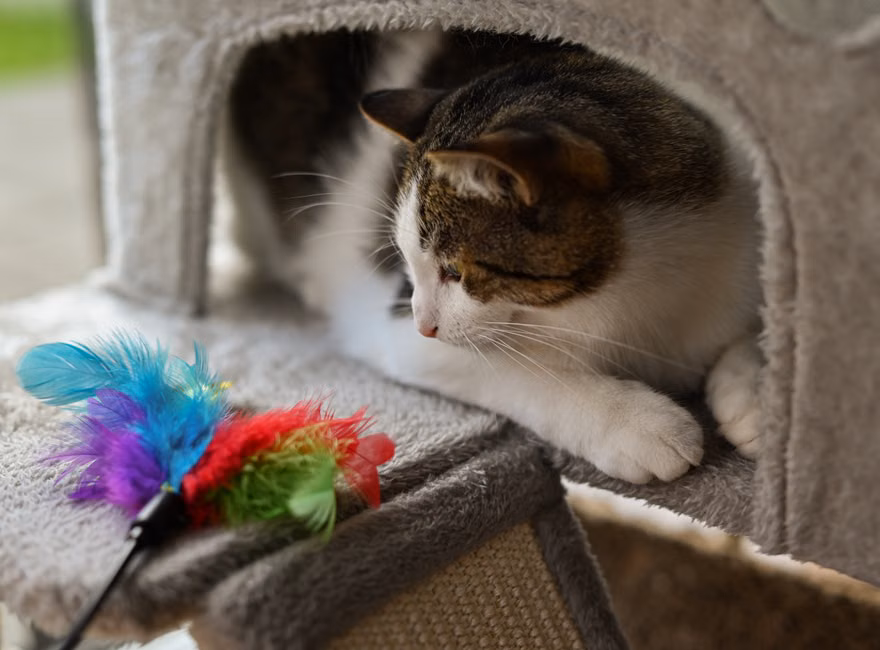 Arranhador para Gatos